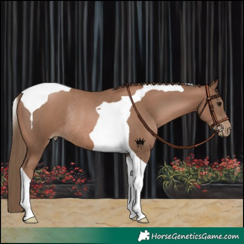Horse Color:Black Pearl Tobiano Rabicano 