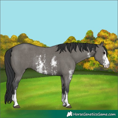 Horse Color:Grullo Sabino Rabicano 