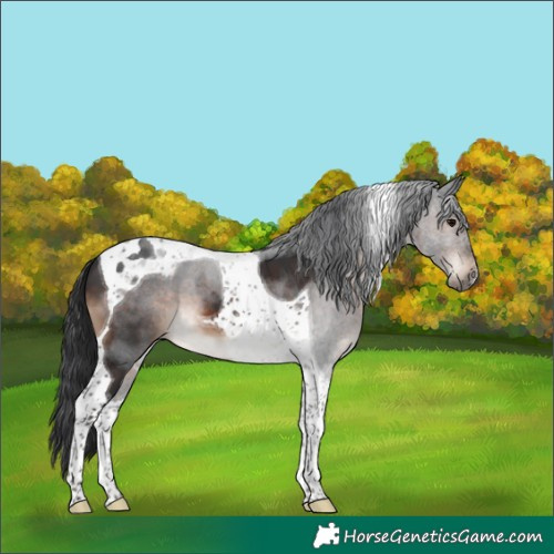 Horse Color:Brown Tobiano 