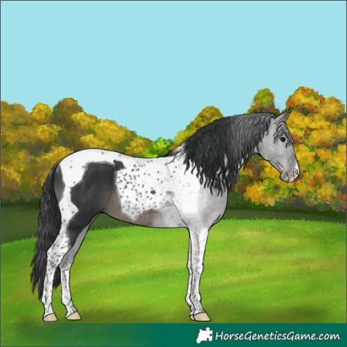 Horse Color:Black Tobiano