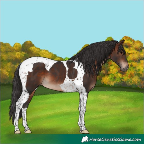 Horse Color:Brown Tobiano 