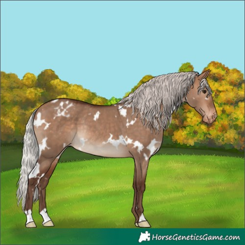 Horse Color:White Spotted Silver Bay Dun Appaloosa Rabicano 