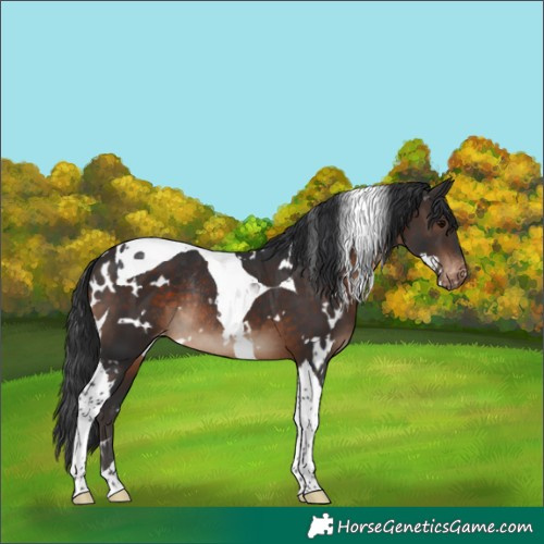 Horse Color:White Spotted Brown Tobiano Appaloosa Rabicano 