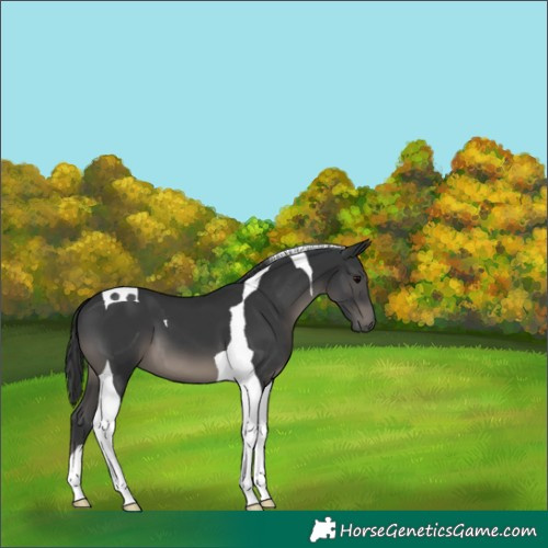 Horse Color:Black Tobiano 