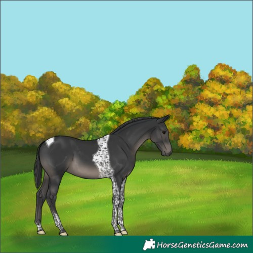 Horse Color:Black Tobiano 
