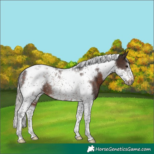 Horse Color:Silver Brown Tobiano Frame Rabicano 