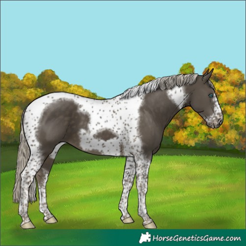 Horse Color:Silver Smoky Black Tobiano Frame 