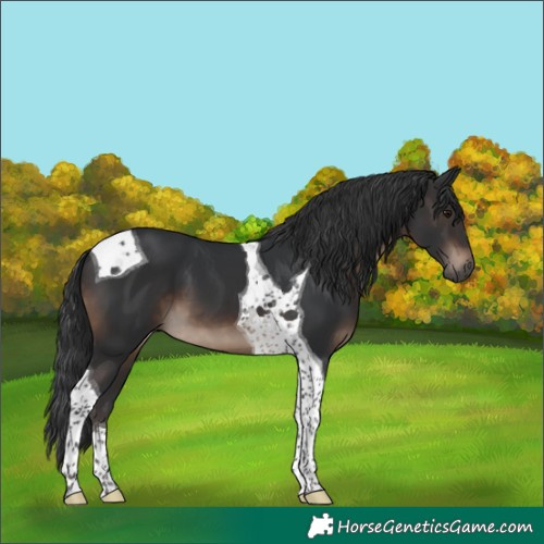 Horse Color:Brown Tobiano