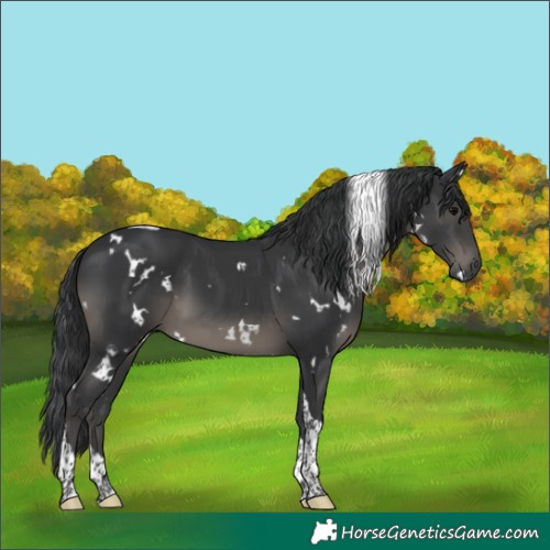 Horse Color:White Spotted Black Tobiano 