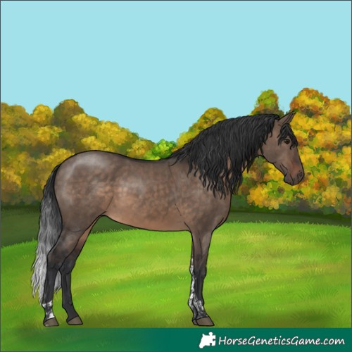 Horse Color:Brown Dun Tobiano