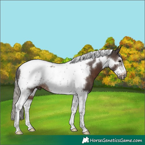 Horse Color:Silver Black Tobiano Frame Rabicano 