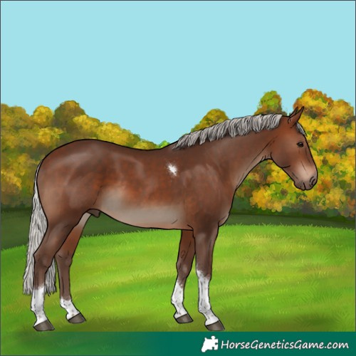 Horse Color:Silver Brown Tobiano Rabicano 