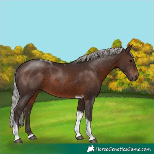 Horse Color:Silver Brown Tobiano