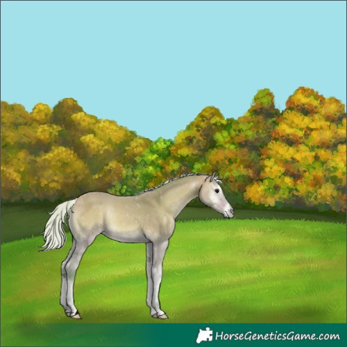 Horse Color:Void Watercolor Silver Buckskin Onyx 