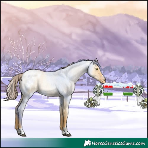 Horse Color:Red Dun Roan Pearl Appaloosa 