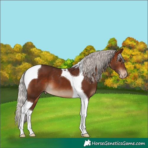 Horse Color:Silver Brown Tobiano Varnish