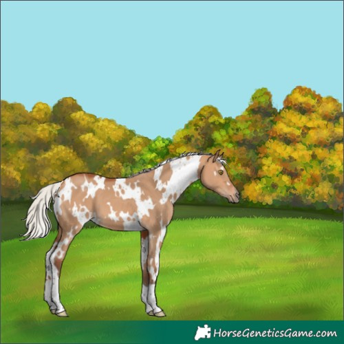 Horse Color:White Spotted Silver Bay Dun