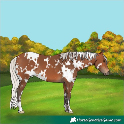 Horse Color:White Spotted Silver Bay 