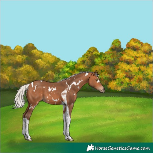 Horse Color:White Spotted Silver Bay Tobiano 