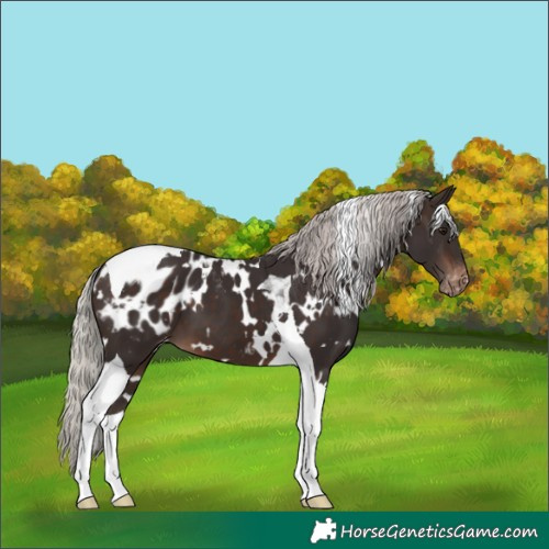 Horse Color:White Spotted Silver Brown Tobiano Blanket