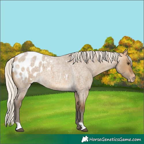 Horse Color:Silver Buckskin Roan Dun Appaloosa