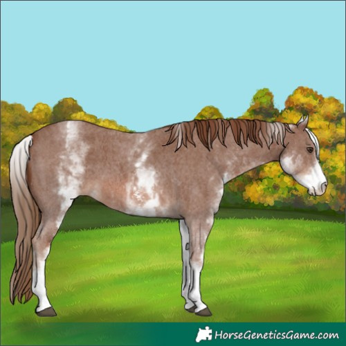 Horse Color:White Spotted Chestnut Sabino 