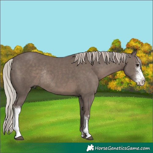 Horse Color:Silver Black Sabino Rabicano