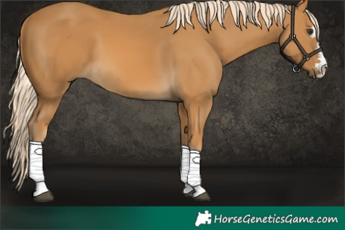 Horse Color:Palomino 