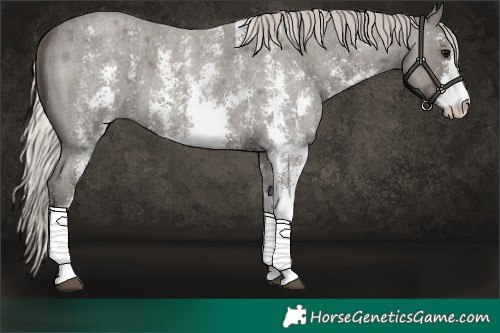 Horse Color:Silver Blue Roan Sabino