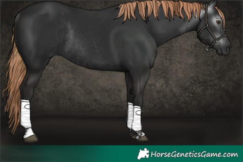 Horse Color:Gray Liver Chestnut and Gray Liver Chestnut Rabicano