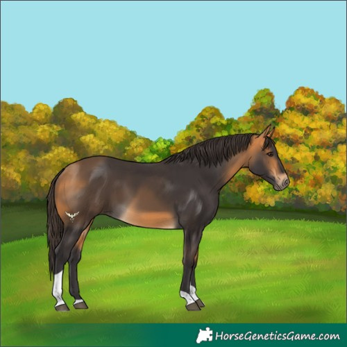 Horse Color:Buckskin Tobiano