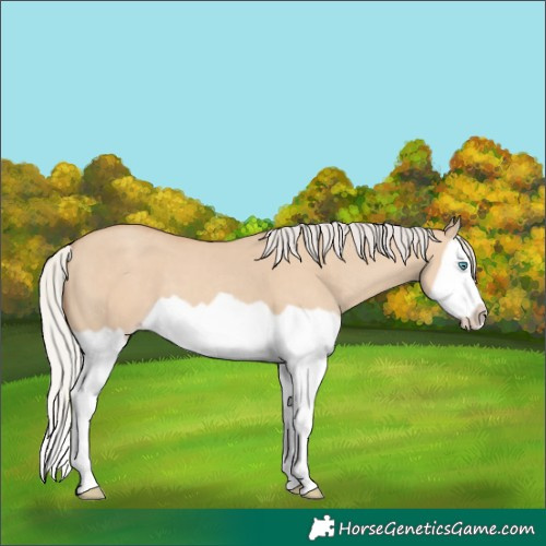 Horse Color:Silver Classic Champagne Dun Splash Frame 