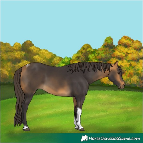 Horse Color:Buckskin Tobiano 