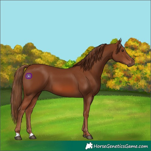 Horse Color:Chestnut 