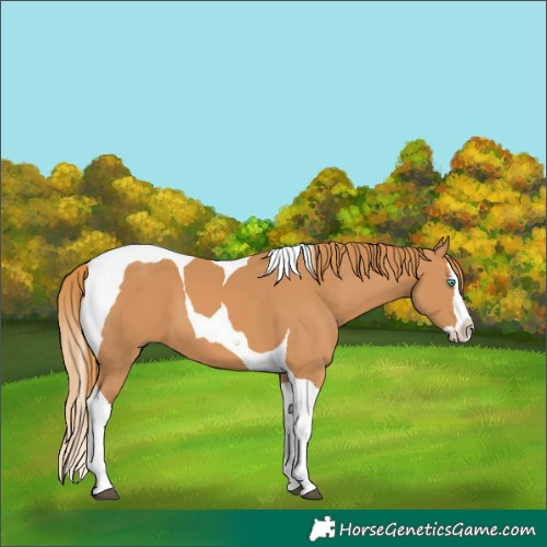 Horse Color:Chestnut Splash Tobiano