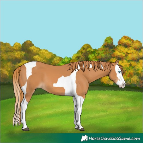 Horse Color:Chestnut Splash Tobiano 