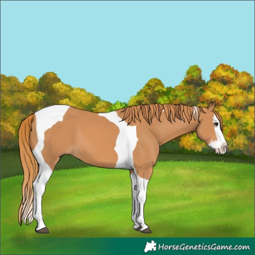 Horse Color:Chestnut Splash Tobiano 