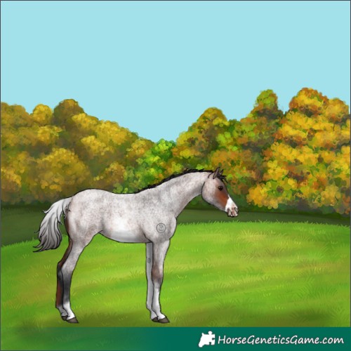 Horse Color:White Spotted Bay Roan Frame
