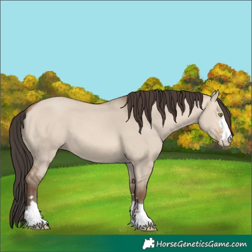 Horse Color:Unknown