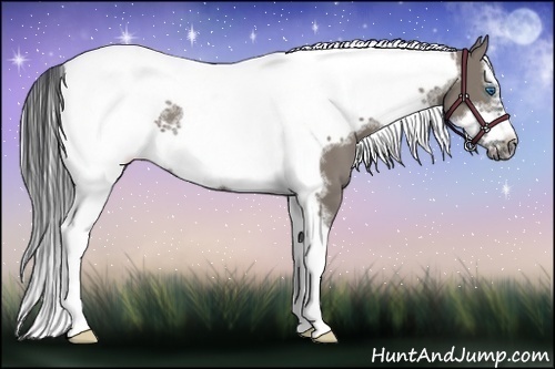 Horse Color:Grullo Splash Tobiano Frame 