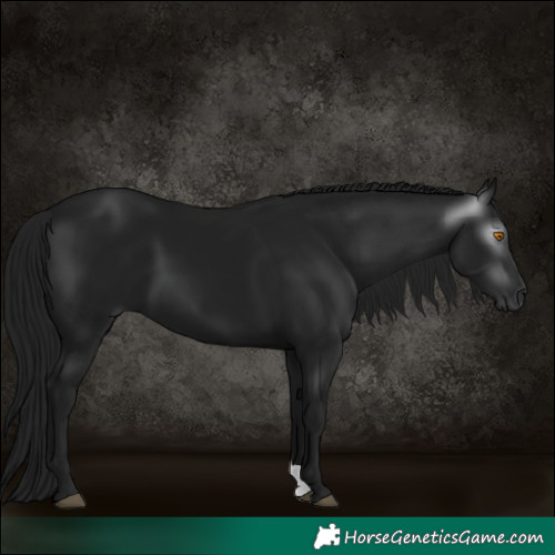 Horse Color:Gray Black 