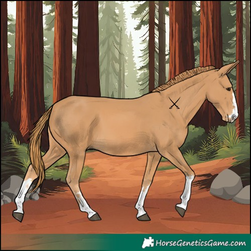 Horse Color:Chestnut 