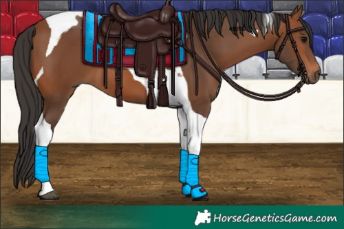 Horse Color:Bay Tobiano