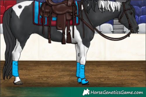 Horse Color:Black Tobiano