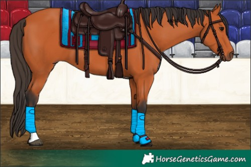 Horse Color:Bay Tobiano 