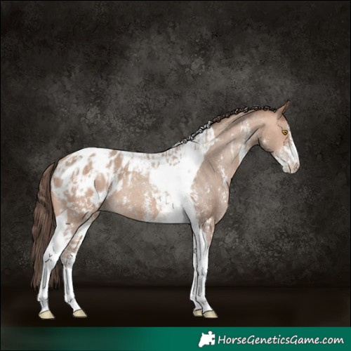 Horse Color:Amber Champagne Sabino Tobiano Blanket and Amber Champagne Sabino Tobiano Blanket