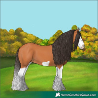 Horse Color:Bay Splash Frame 