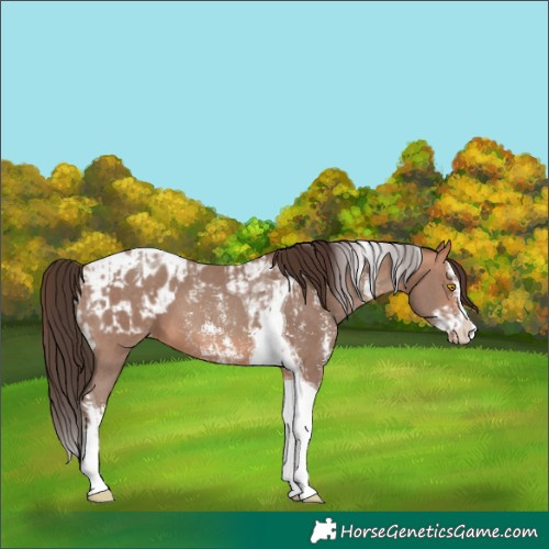 Horse Color:Amber Champagne Sabino Tobiano Appaloosa and Amber Champagne Sabino Splash Tobiano Appaloosa