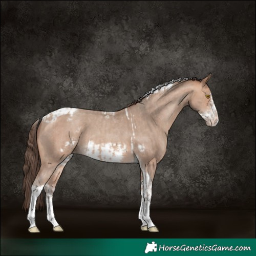 Horse Color:Amber Champagne Sabino Tobiano Varnish and Amber Champagne Sabino Tobiano Frame Varnish
