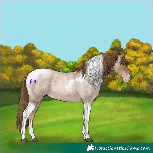 Horse Color:Liver Red Roan Pearl Tobiano Frame 